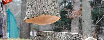 Best Tree Health Inspection  in Lawson Heights, PA