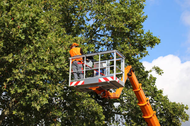 Best Hazardous Tree Removal  in Lawson Heights, PA